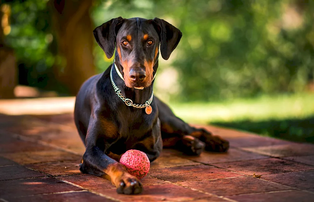 Doberman pinscher