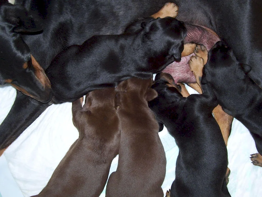 Doberman dog