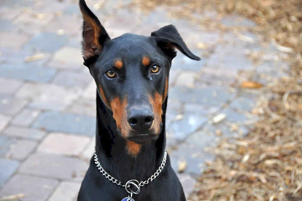 Doberman with uncouped ears