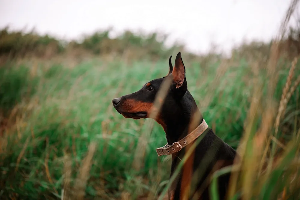 Doberman