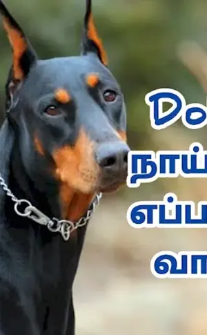 Doberman Lord of the Rachina