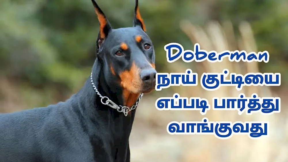 Doberman dog