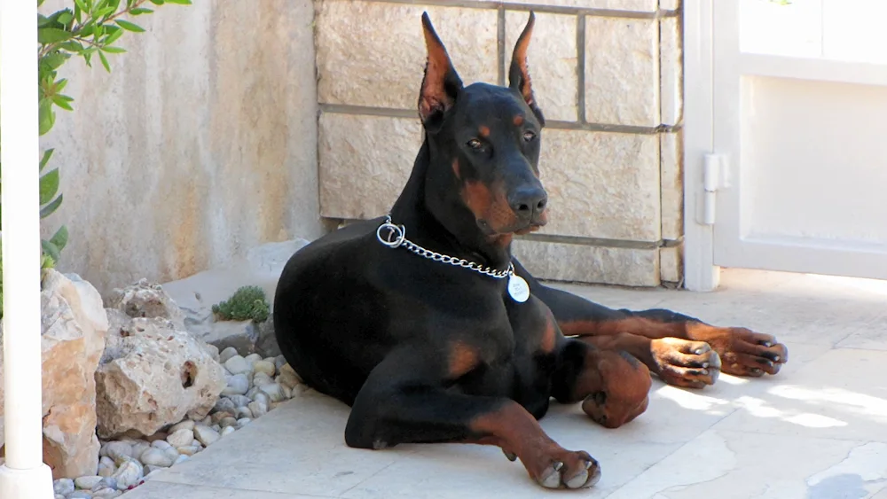 Doberman Zeus k9