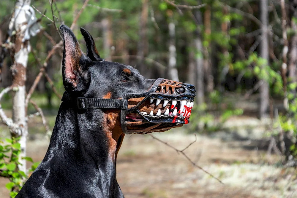 Dog shepherd German shepherd dog vicious