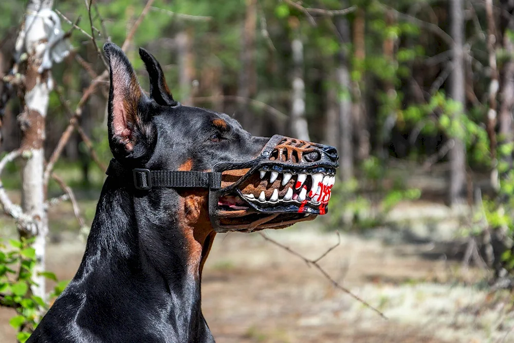 Doberman mean