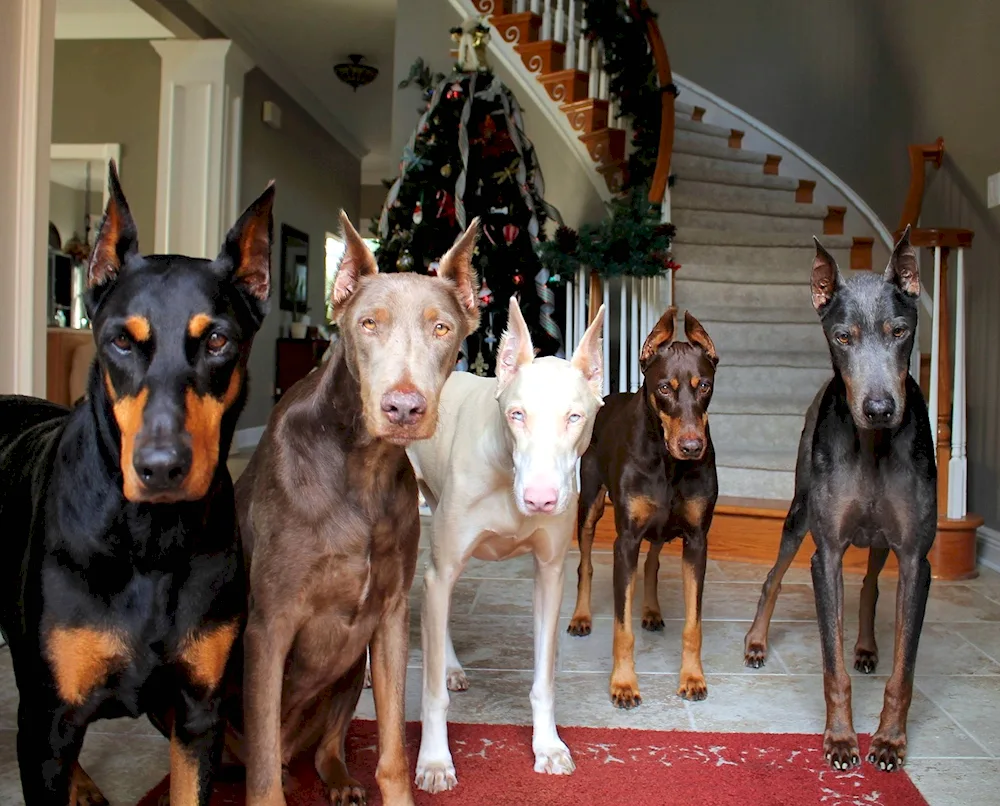 Doberman pinscher albino