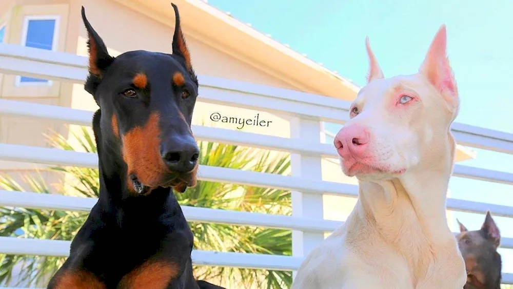 Doberman dog breed