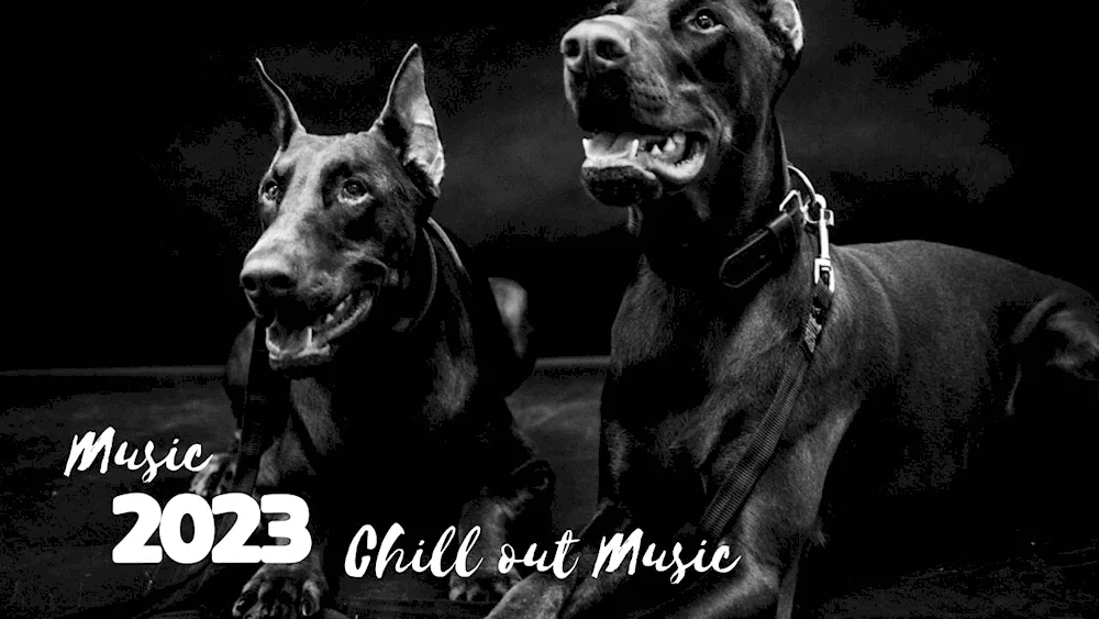 Doberman pinscher Aesthetica