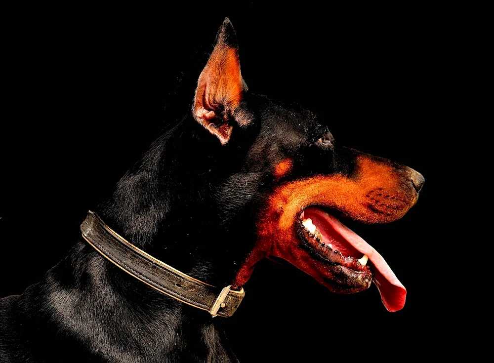 Doberman pinscher dog