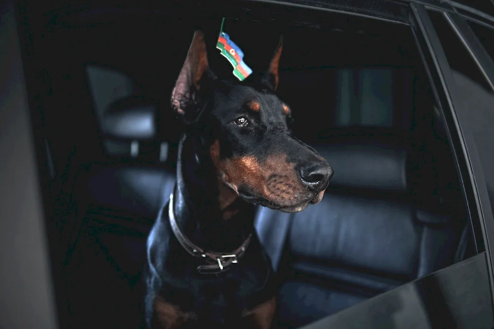 Doberman fighting