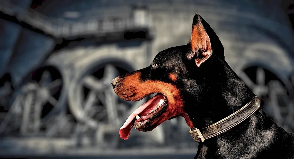 Skinned rottweiler Doberman