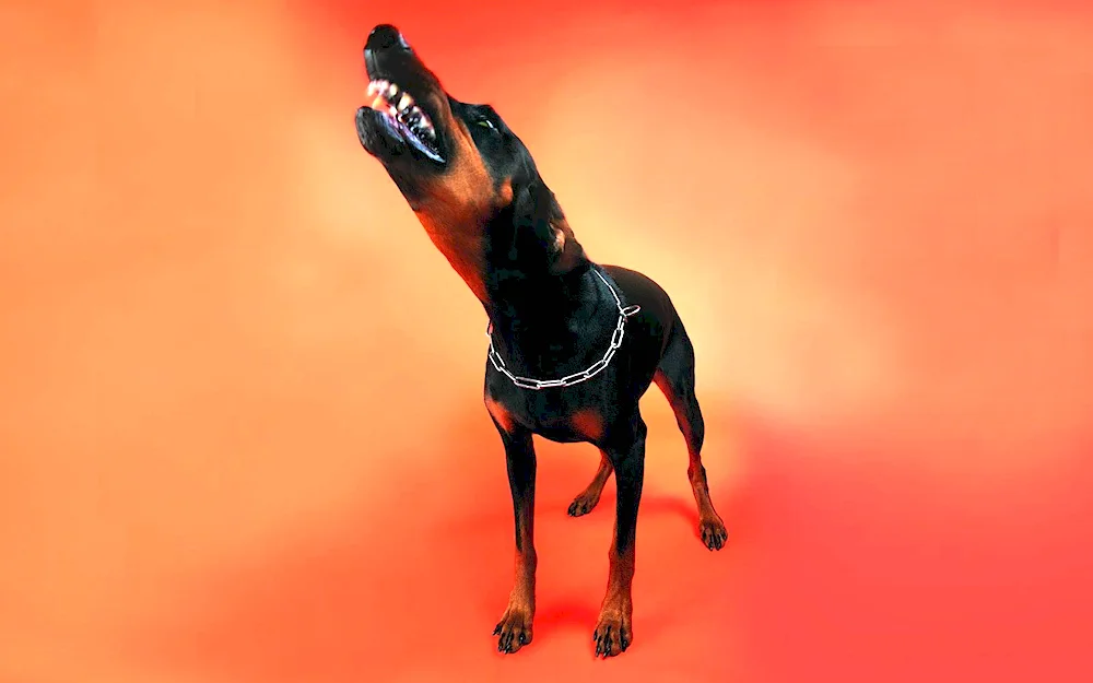 Beagle dog