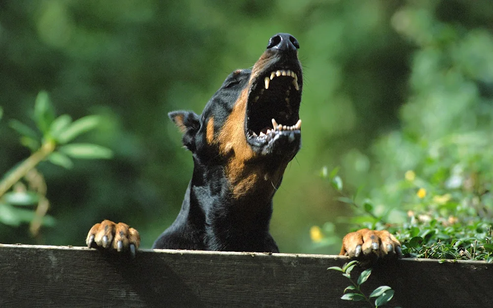 Doberman dog