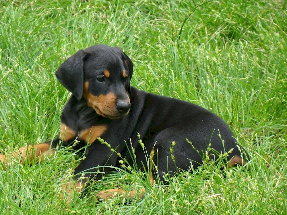 Doberman pinscher puppy