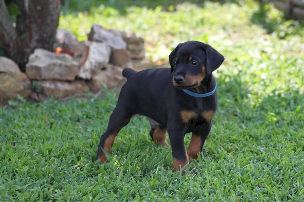 Doberman puppy. pinscher puppy