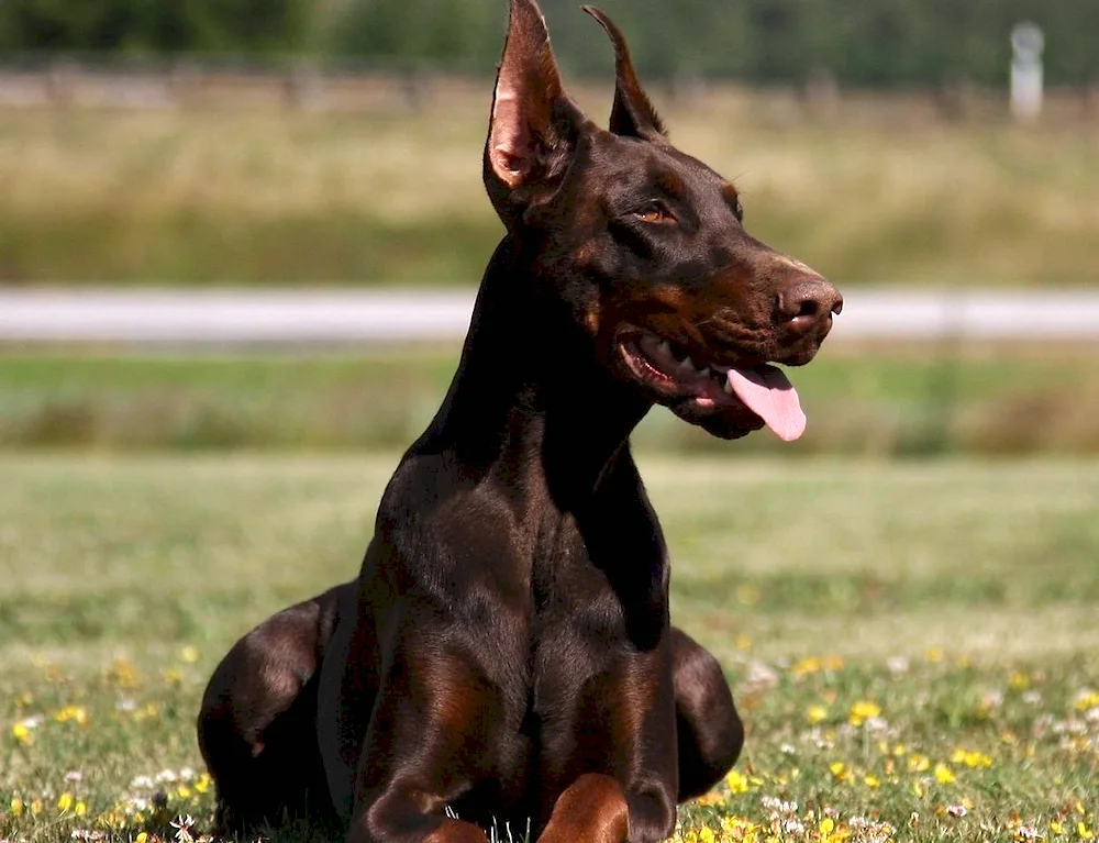 Doberman Pinscher Chocolate