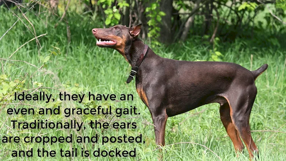 Doberman Pinscher Chocolate