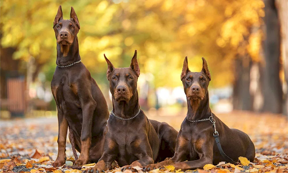 Doberman Pinscher