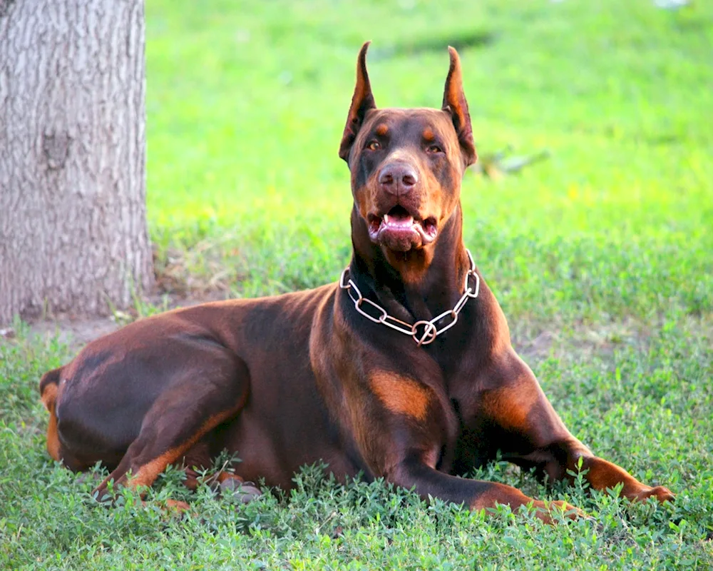 Doberman dog