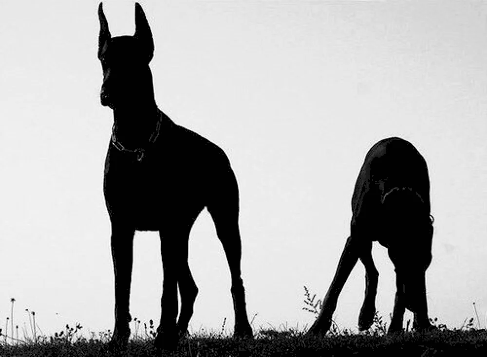 Doberman- Pinscher Aesthetica