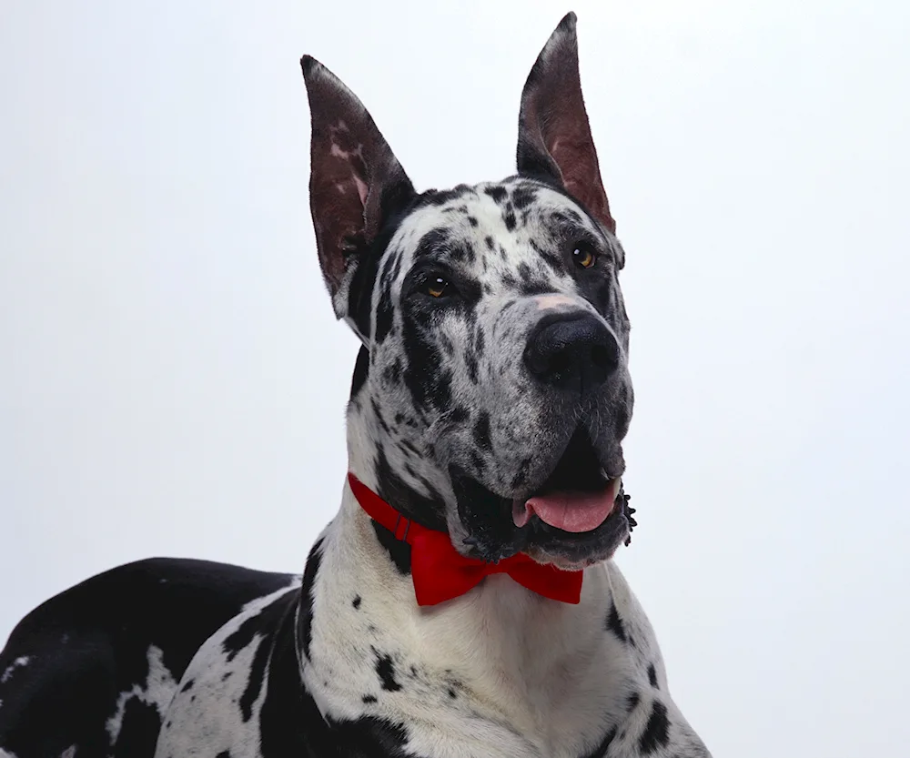 Breed of dog Royal Dane