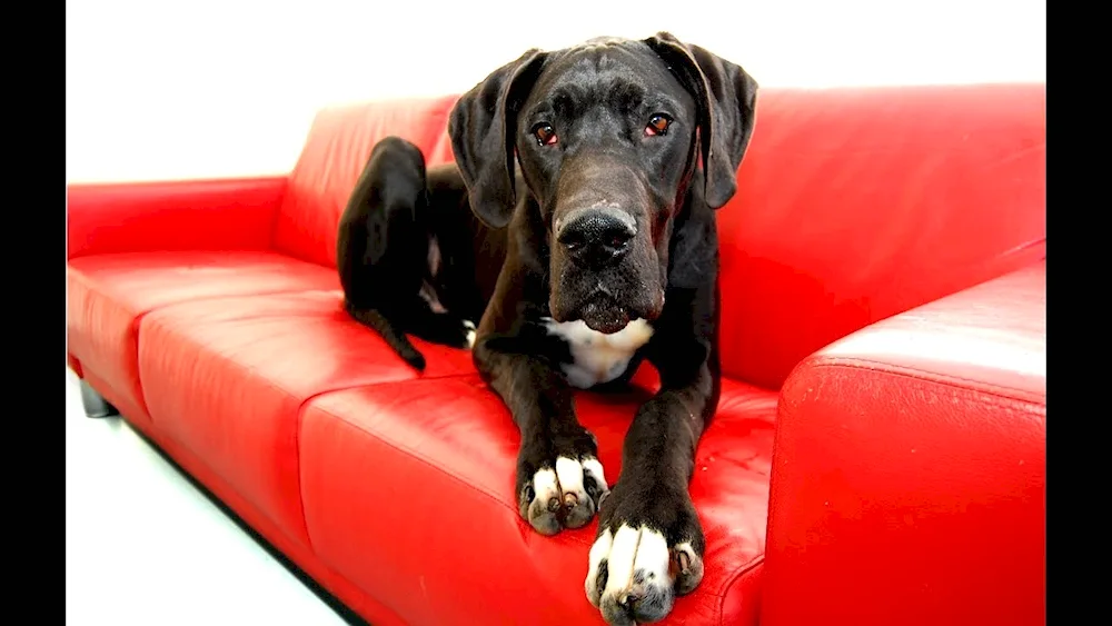 English Mastiff Zeus