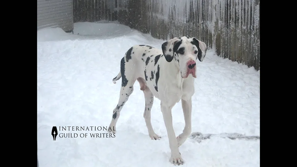 Marbled Royal Dog