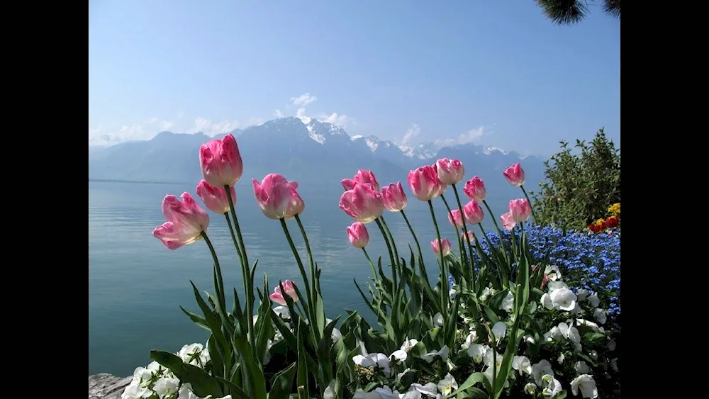 Valley of black tulips Abkhazia