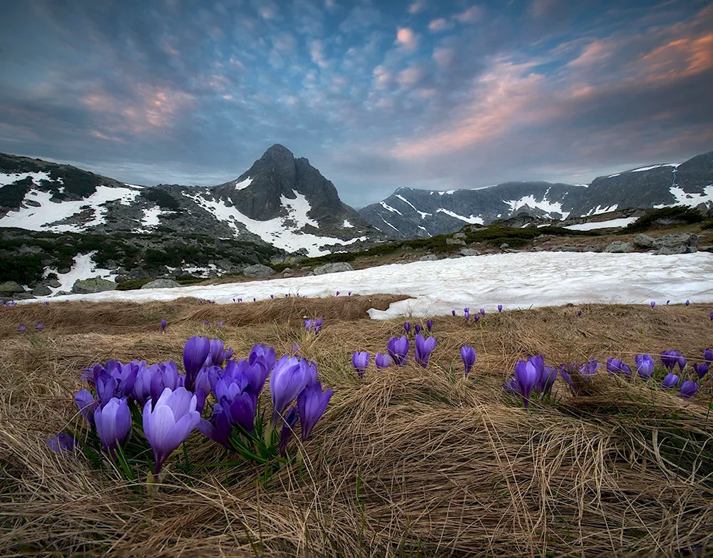 Valley of crocuses Dombaia