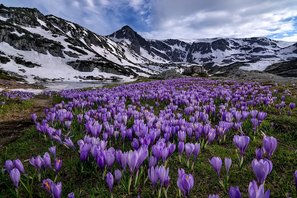 Alpine Meadows