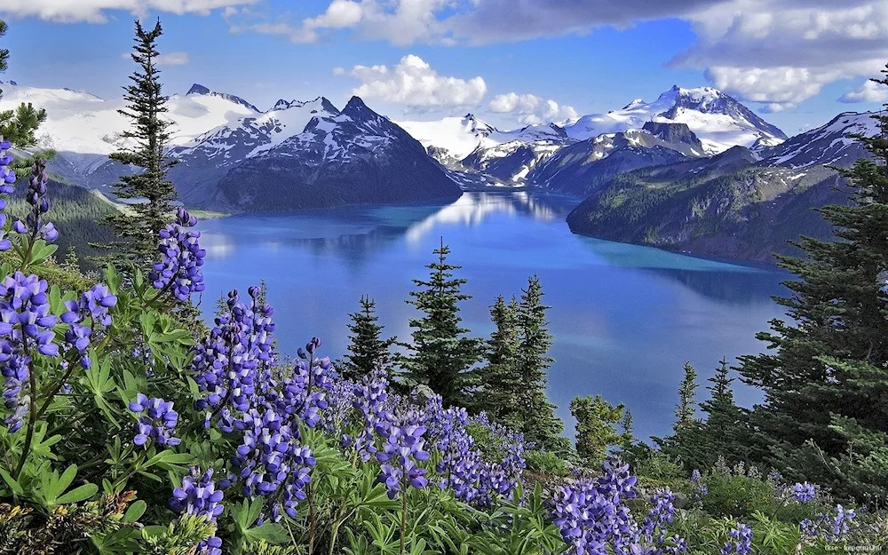 Lupine Valley South Island New Zealand