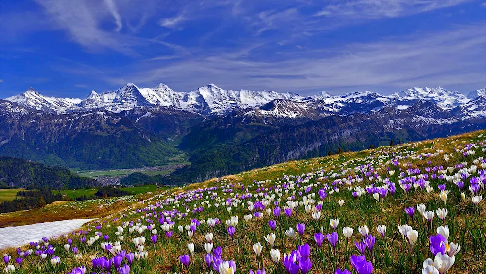 Tulip Valley Interlaken Switzerland