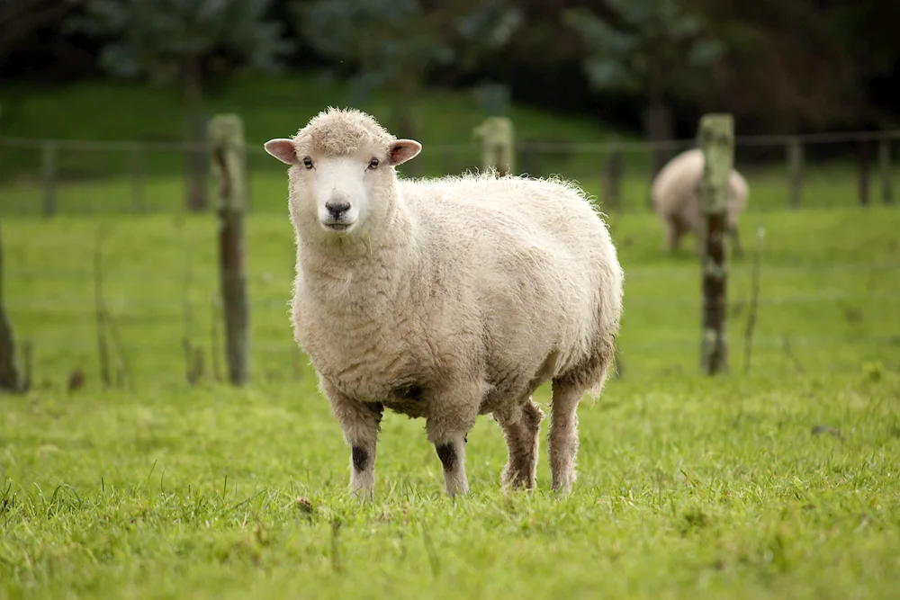 Sheep in the mountains