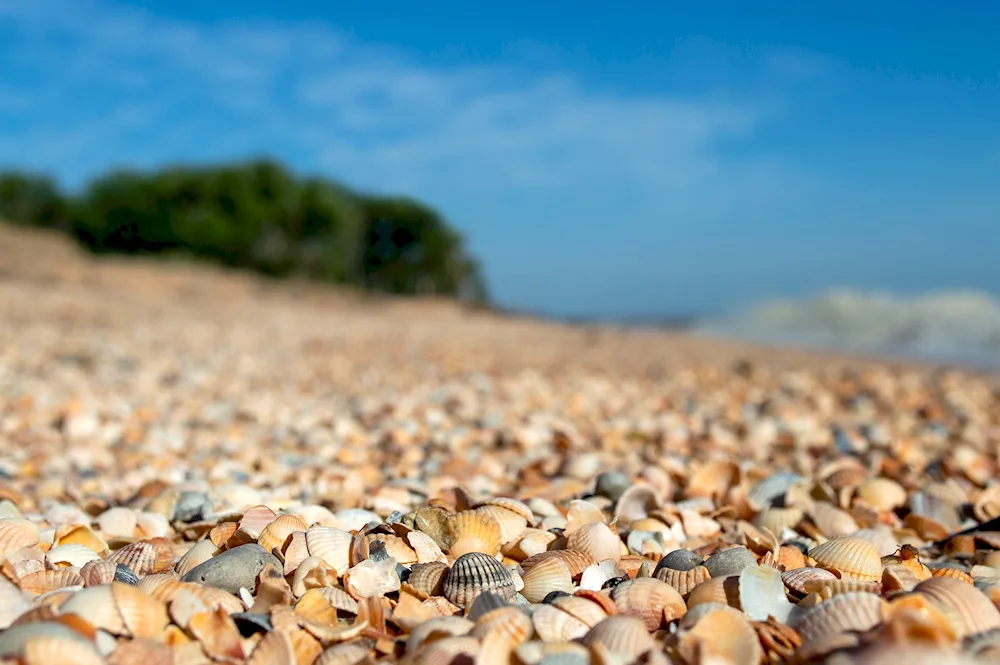 Dolzhanskaya plaits shell beach
