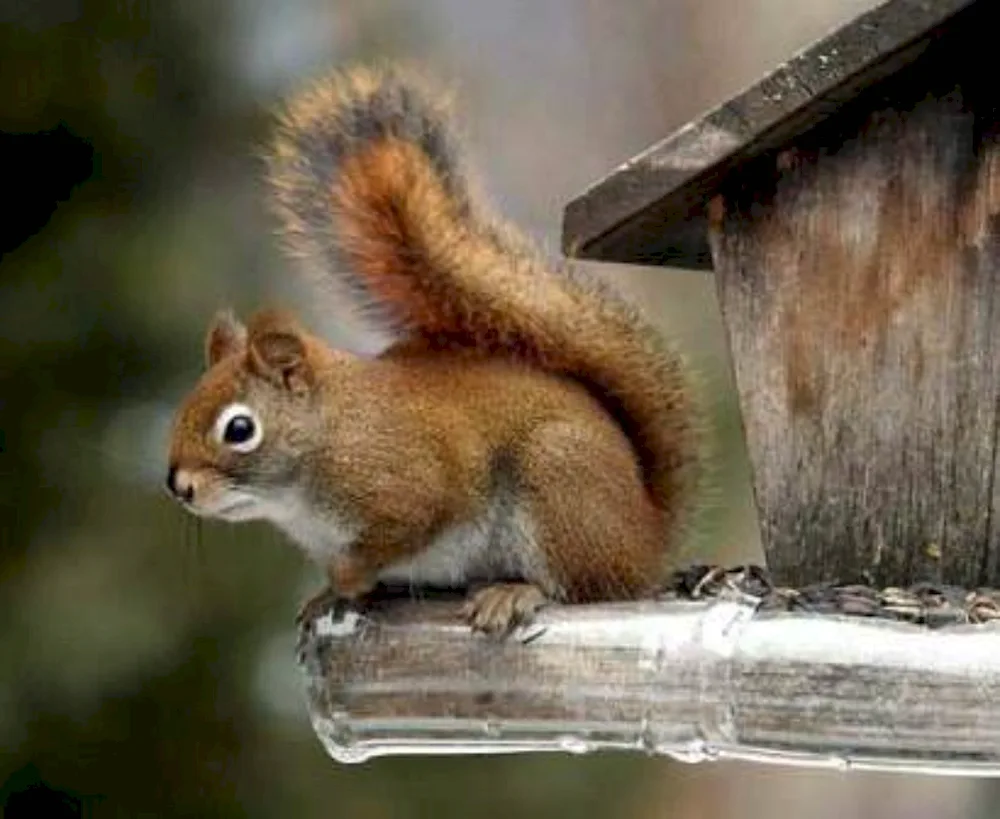 House squirrel