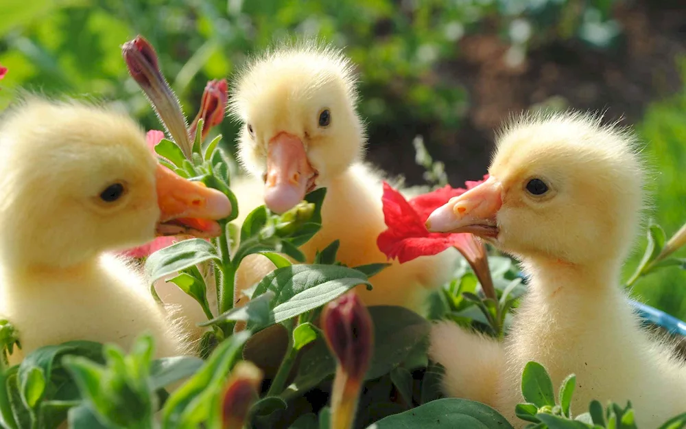 Pet birds