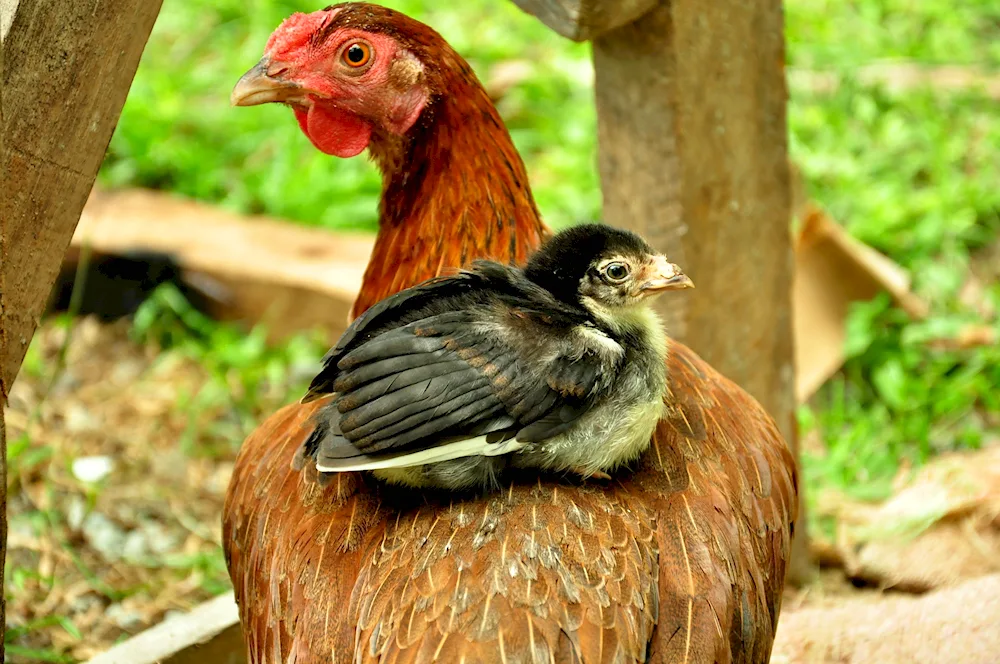 Bronze bronze broad-breasted turkey