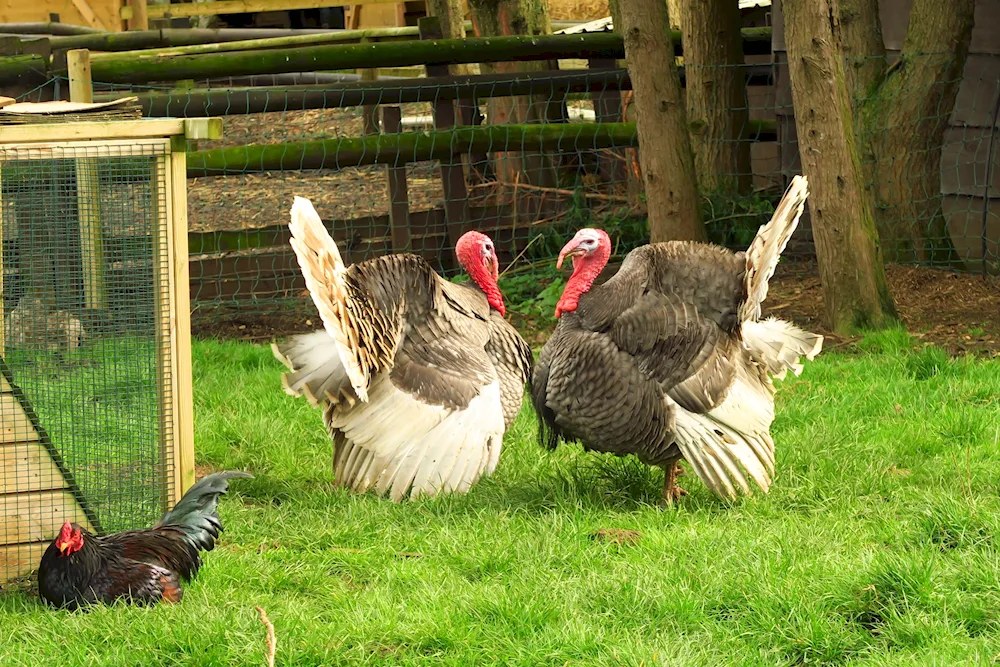 Bronze broad-breasted turkey