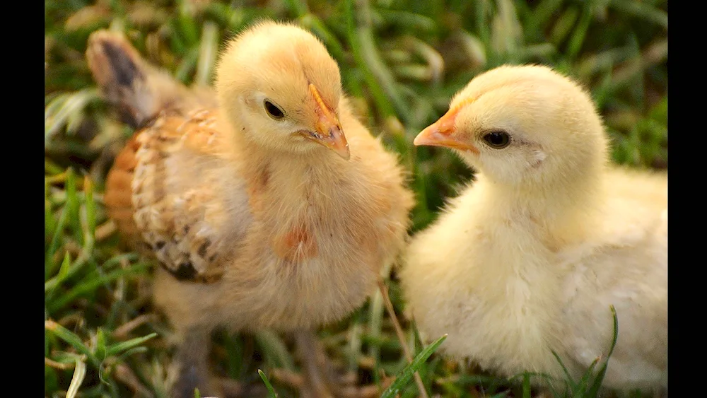 Chicken with chickens