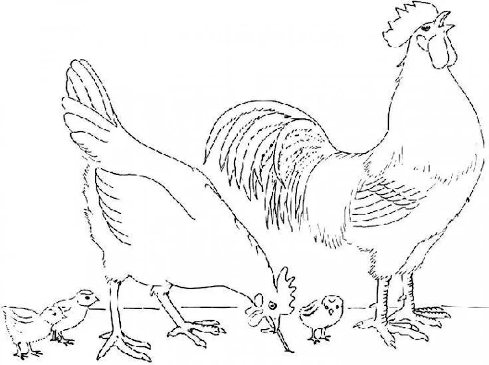 Cockerel. Coloring