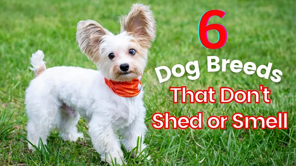 Small breeds of domestic dogs