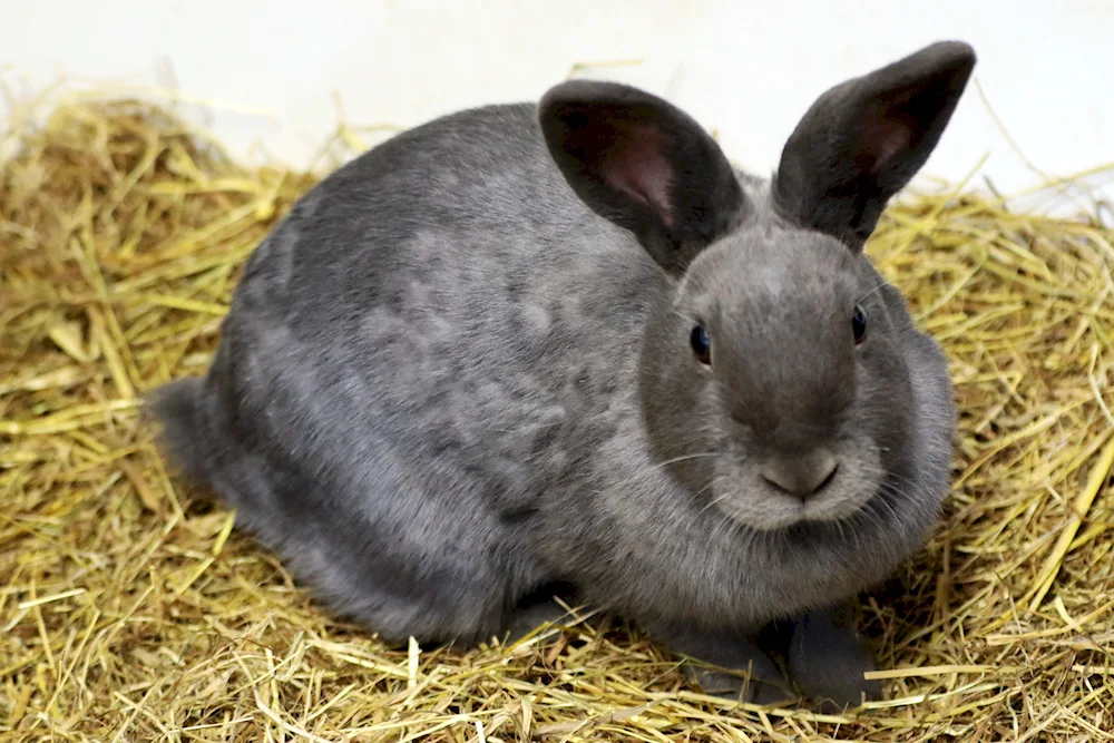 Soviet chinchilla rabbit