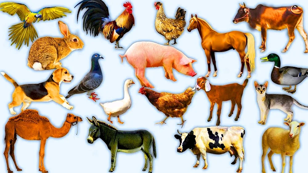 Multiple animals