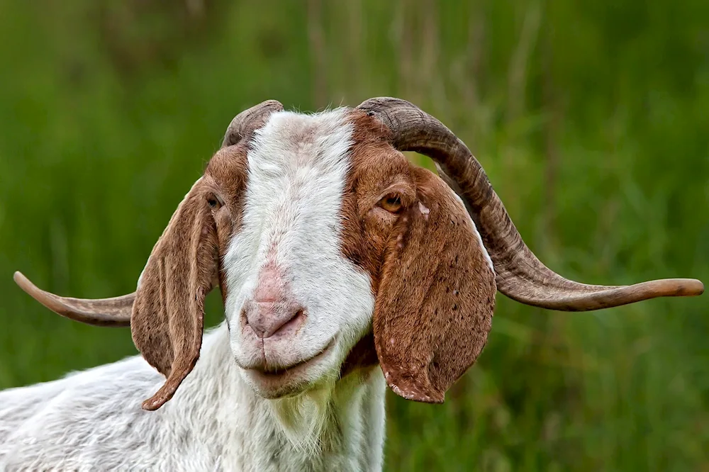 Nubian goat