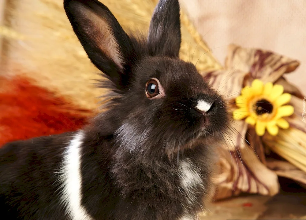Black rabbit