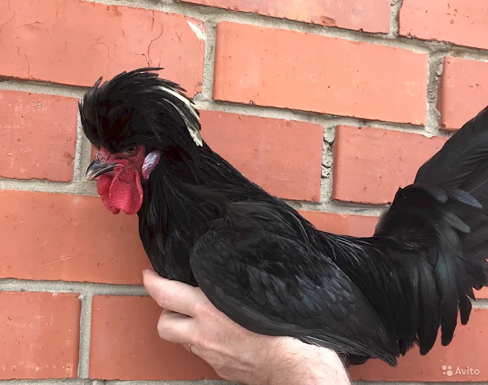 Dutch white-crested breed