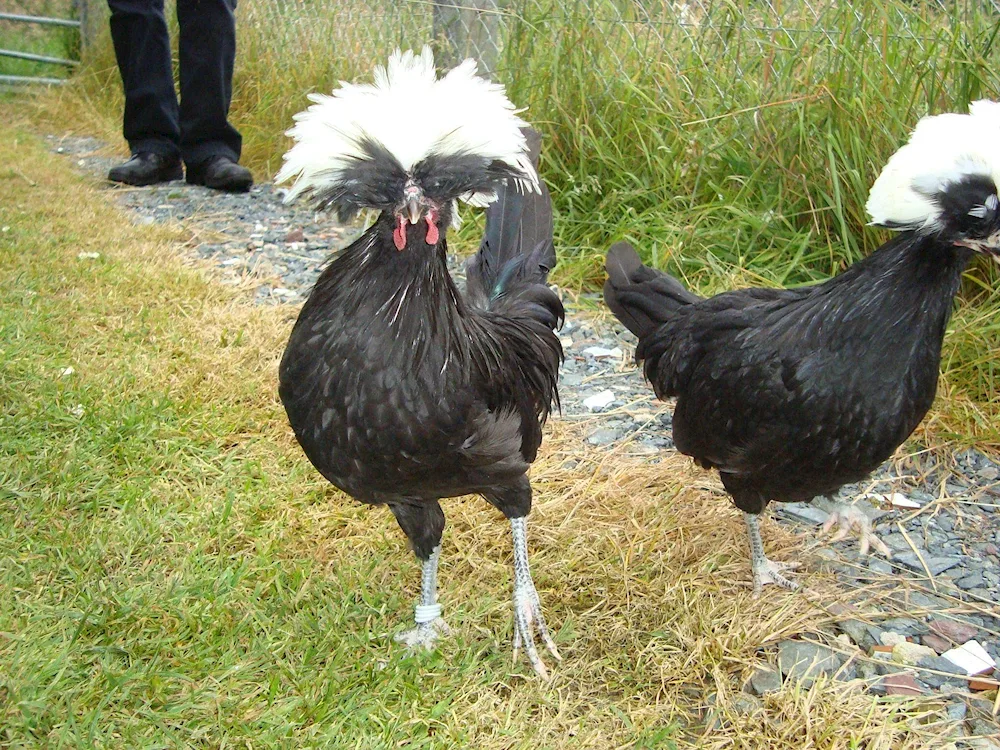 Russian crested hen