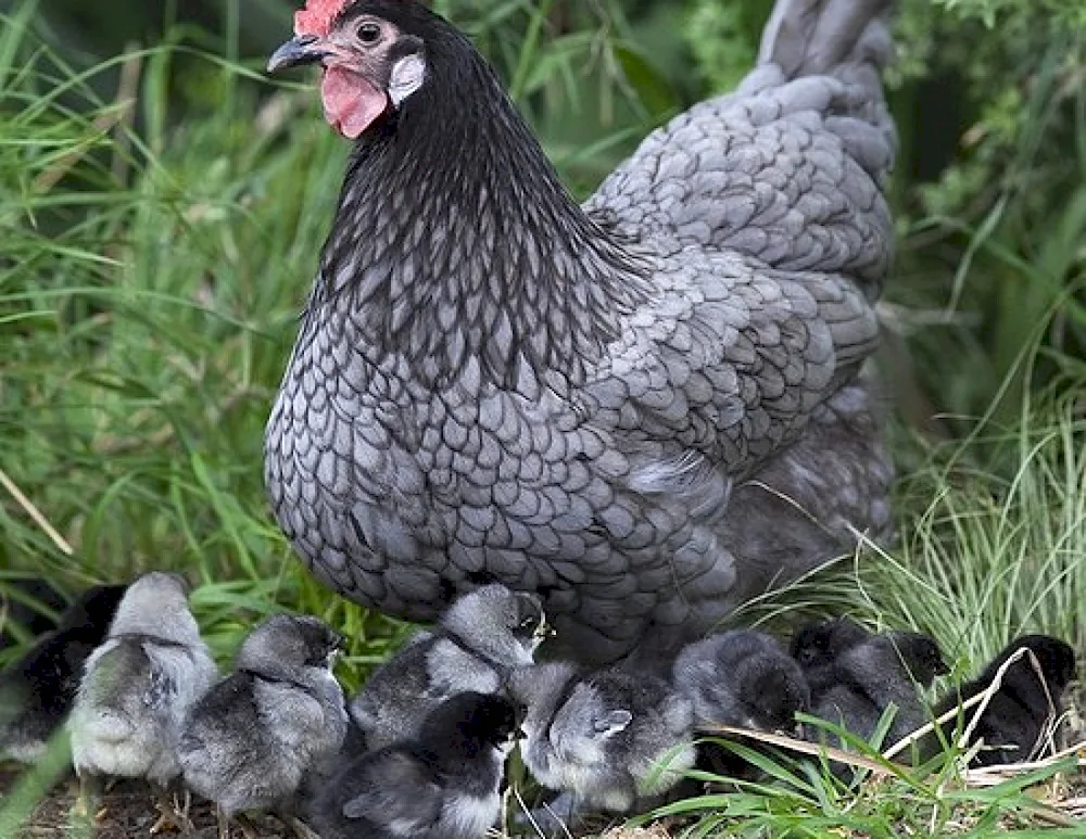 Viandot hens