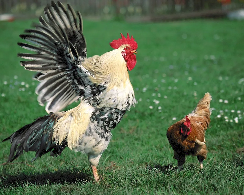 Chicken