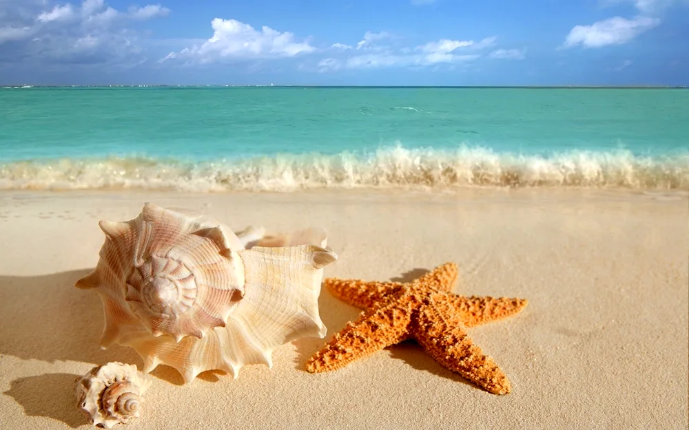 Dominica Saona sea stars